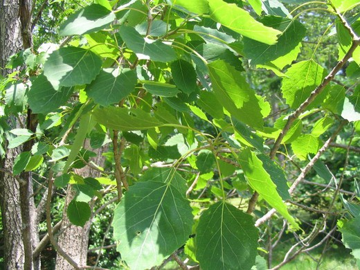 Bétula Papyrifera - Abedul Blanco