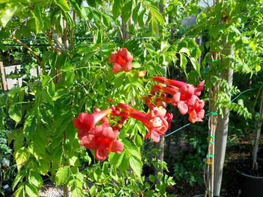 Bignonia radicans Roja