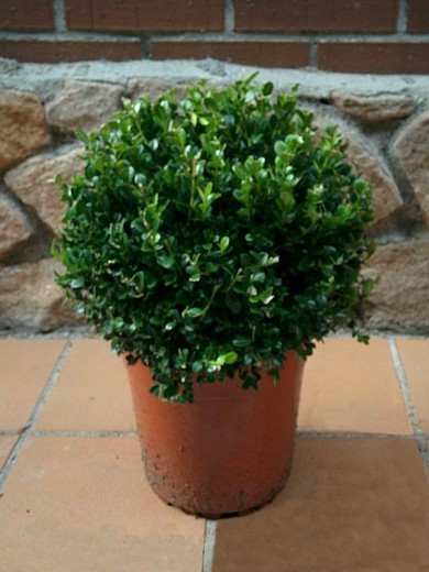 Boj Bola Buxus Sempervirens En Bola Verdify