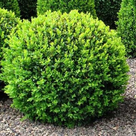 Boj sempervirens - Buxus sempervirens