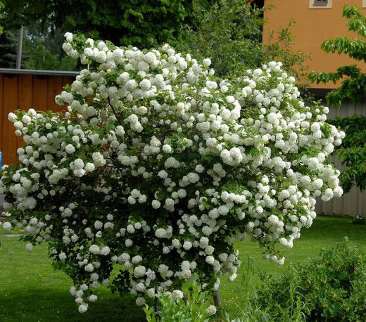 Bola de Nieve - Viburnum opulus  Roseum