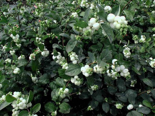 Bolas de Nieve - Symphoricarpus Doorenbossi