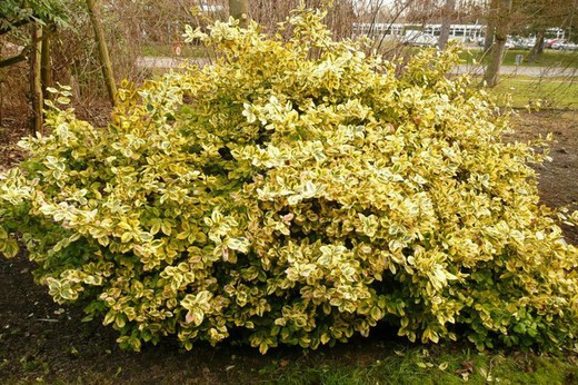 Bonetero Esmerald Gold - Euonymus Fortunei Emerald Gold