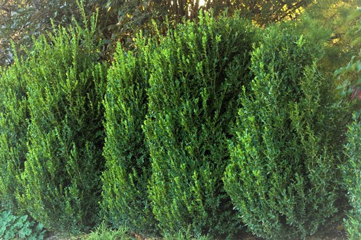 Buxus microphylla Green Mountain