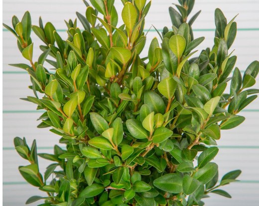 Buxus sempervirens - Boj