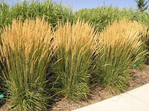 Calamagrostis Karl Foerster