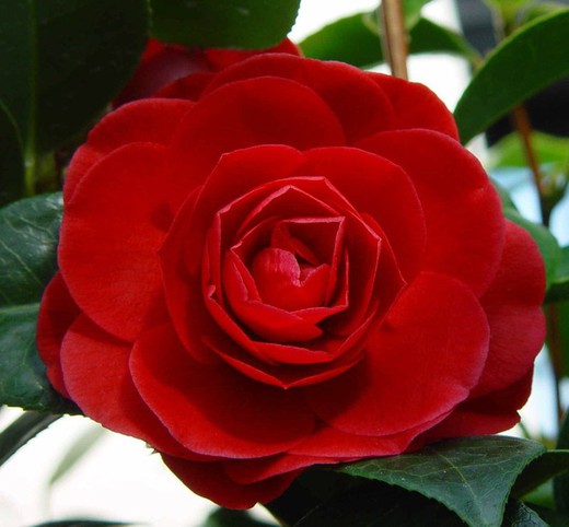 Camelia - Camelia Japonica