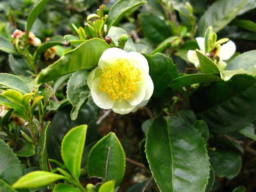 Camelia del Té - Camelia sinensis