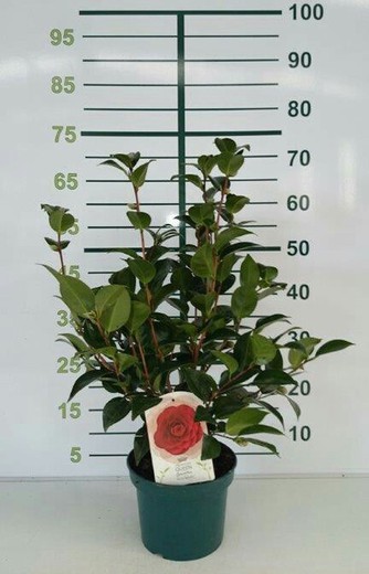 Camellia Japonica