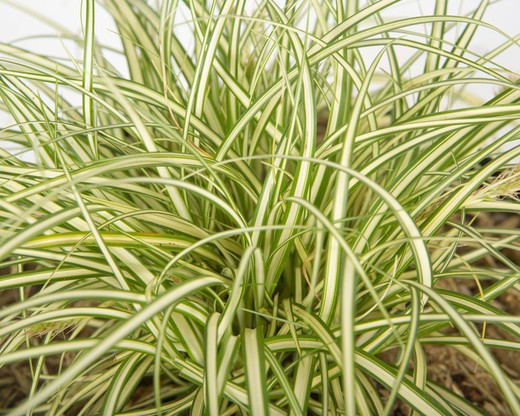 Carex oshimensis "Evergold"