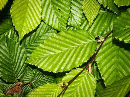 Carpinus Betulus Fastigiata - Carpe europeo