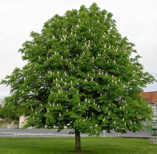 Castaño de indias- Aesculus hippocastanum