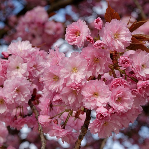 Cerezo Del Japón- Prunus Serrulata Kanzan — Verdify