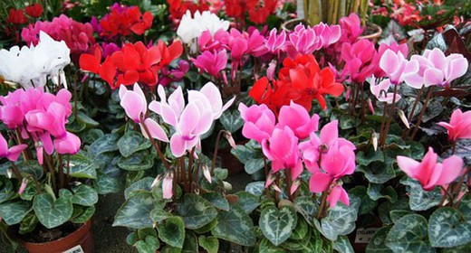 Ciclamen - Cyclamen Persica