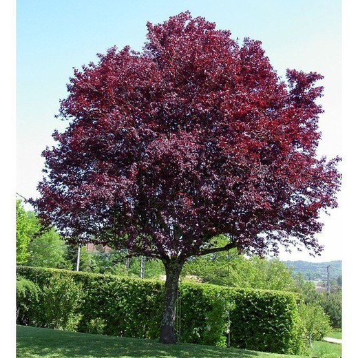 Ciruelo rojo- Prunus cerasifera Pissardii