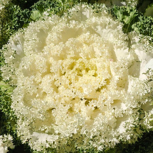 Col Ornamental  'Brassica Oleracea'