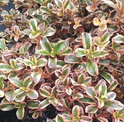 Coprosma Chocolate Soldier - Coprosma Chocolate soldier