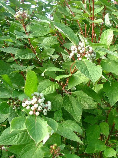 Cornejo Baton Rouge - Cornus Baton Rouge