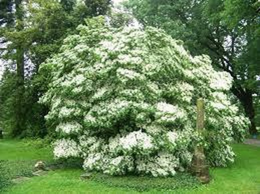 Cornejo Kousa Milky way - Cornus Kousa Milky way