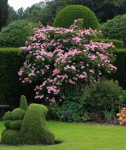 Cornejo Kousa Satomi - Cornus Kousa Satomi