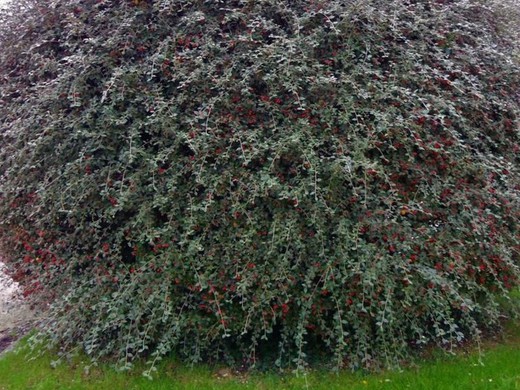 Cotoneaster Franchetii