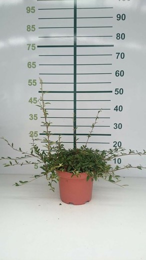 Cotoneaster Salicifolius - Cotoneaster Salicifolia  Nana