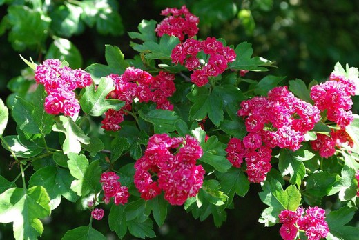 Crataegus Laevigata Rosa Fiore Pleno