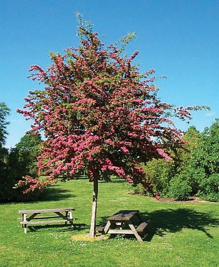 Crataegus Paul Scarlet