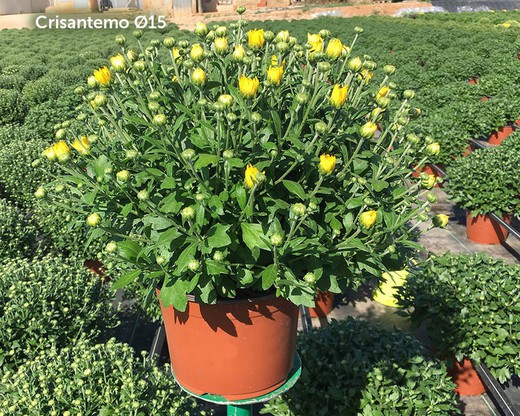 Crisantemo - Chysanthemum M-19 — Verdify