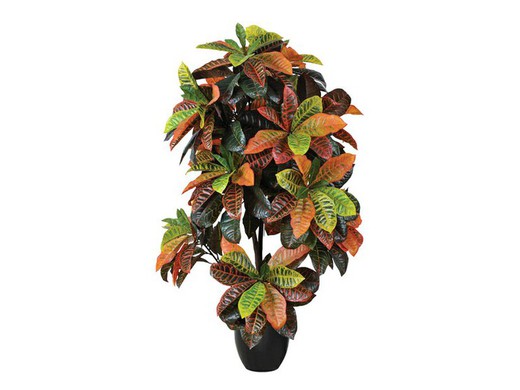 Croton