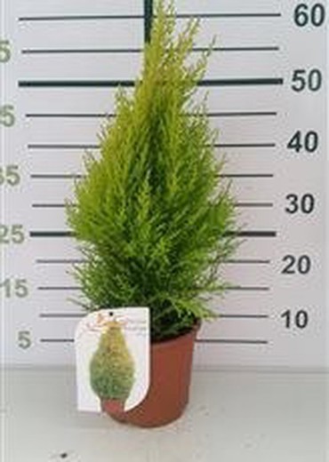 Cupressus macrocarpa  Wilma