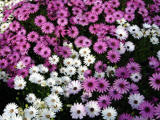 Dimorfoteca  Osteospermum Ecklonis Flor Doble M-13