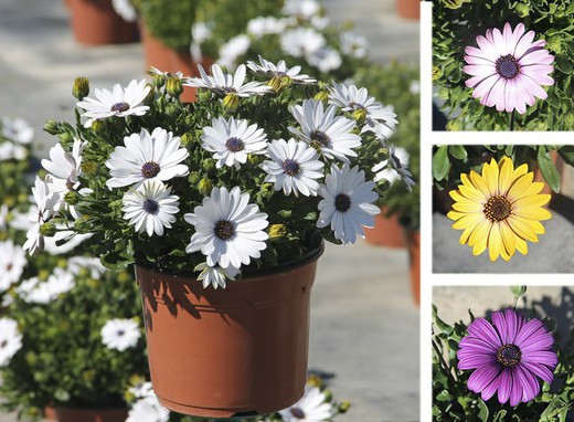 Dimorfoteca - Osteospremum Ecklonis - Margarita del Cabo