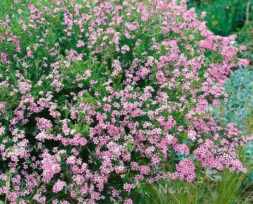 Diosma hirsuta Pink Fountain