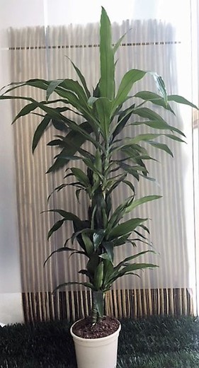 Drácena Deremensis - Dracaena Deremensis