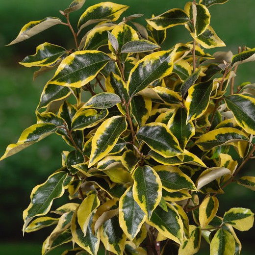 Elaeagnus Ebbingei Gilt Edge