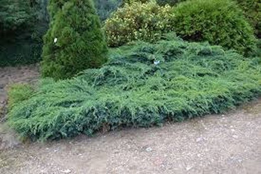 Enebro Escamosa Blue Carpet - Juniperus squamata  Blue Carpet