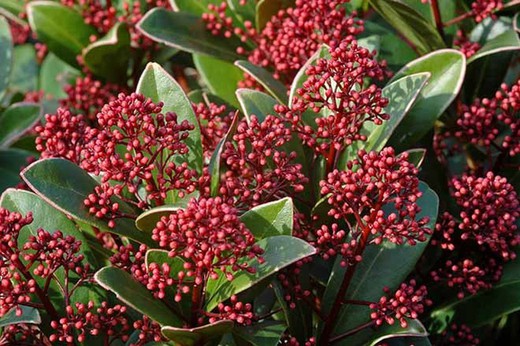 Esquimia - Skimmia japonica