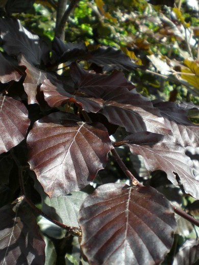 Fagus Atropurpurea - Haya Púrpura