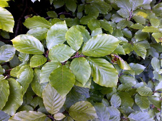 Fagus Sylvatica Verde - Haya verde