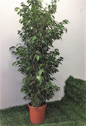 Ficus Danielle