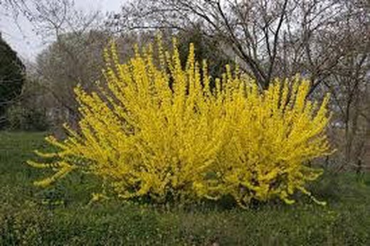 Forsitia - Forsythia intermedia Lynwood