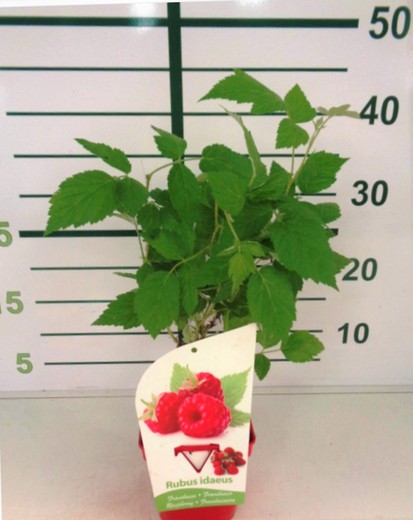 Frambuesa - Rubus Idaeus Willamette
