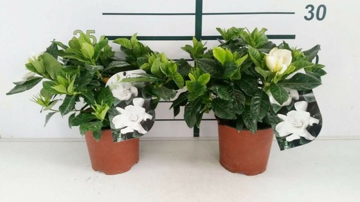 Gardenia jasminoides