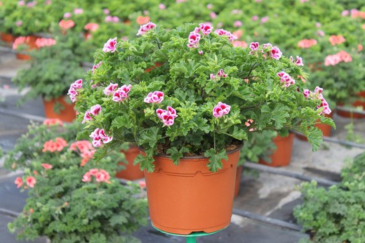 Geranio Limón - Pelargonium Crispum