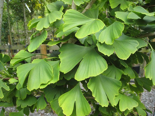 Gingko Biloba