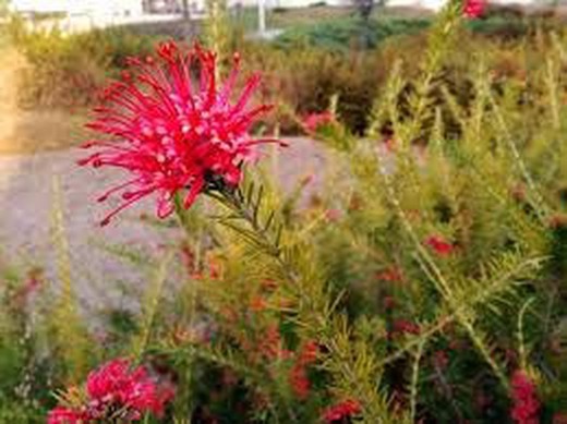 Grevillea Juniperina