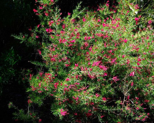 Grevillea rosmarinifolia Jenkinsii