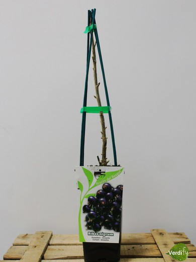 Grosella Negra - Ribes Nigrum Geant de Booskoop