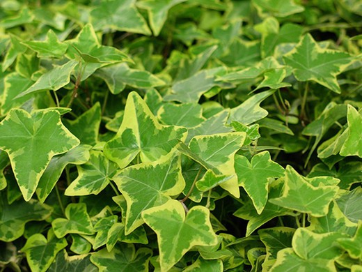 Hedera Helix Miniata - Hiedra de hoja pequeña